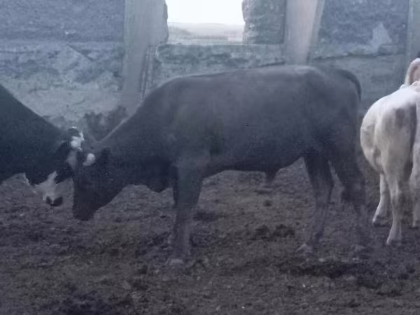 सांड, लाल степीय गाय