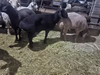 Ram, Hissar sheep — photo 3