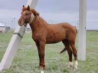 Horse (M), Budyonny horse — photo 1