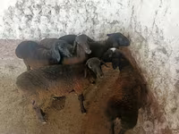 Ovejas (lote, sexo no especificado), Ovejas — foto 6