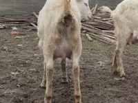 Ziege, Saanen goat — Foto 5