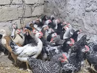 Chickens — फ़ोटो 1