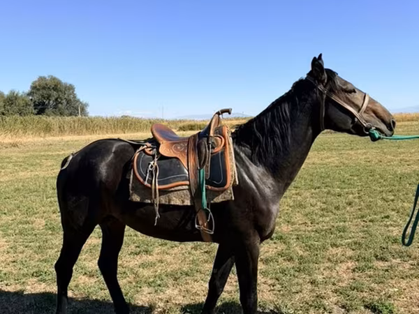 Horse (M), Karachay horse