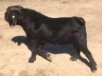 Cabra, Boer goat — foto 3