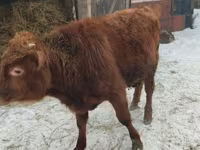Bulle, Rinder — Foto 1