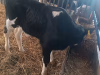Bull, Simmental cattle — photo 2