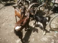 Ziege, Black Bengal goats — Foto 2