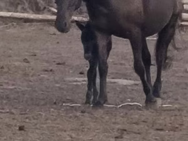 فرس, Kazakh horse