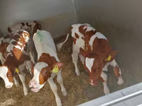 Bulle, Simmental cattle — Foto 1