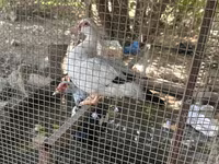 Ducks — Foto 5