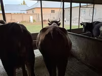 Kuh, Latvian Blue cattle — Foto 6