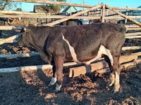 Toro, Vaca kazaja de cabeza blanca — foto 2