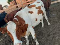 بقرة, Swiss cattle — الصورة 7