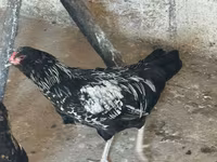Ameraucana — photo 3
