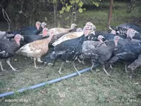 Turkeys — الصورة 1