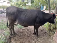 母牛, Swiss cattle — 照片 2