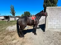 Caballo, Karabair horse — foto 4