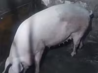 मादा सूअर, Крупная белая — फ़ोटो 2
