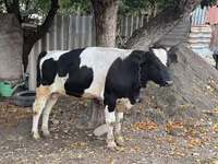 Toro, Russian Black pied cattle — foto 1