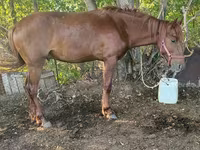 حصان, Kazakh horse — الصورة 3