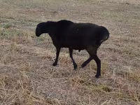 Widder, Blackheaded Persian sheep — Foto 5