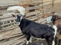Ziegenbock, Alpine goat — Foto 2