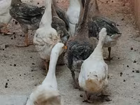 कुबान — फ़ोटो 4