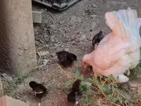 Chickens — photo 1