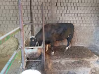 Bull, Cattle — photo 2