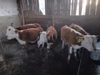 Bovinos (lote, sexo no especificado), Vaca kazaja de cabeza blanca — foto 1