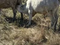 Toro, Vaca roja sin cuernos — foto 5
