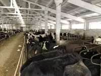母牛, Yaroslavl cattle — 照片 7