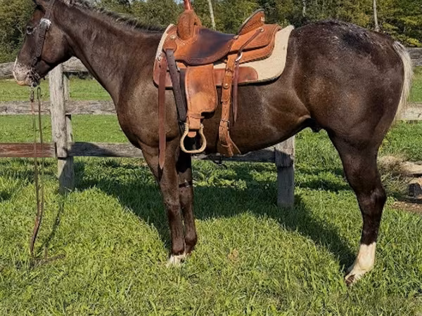Horse (M), Appaloosa
