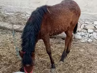 Horse (M), Horses — photo 2