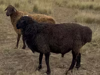 Widder, Kazakh fat-tailed coarsewool sheep — Foto 2