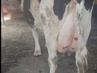 Vaca, Raza Holstein — foto 2