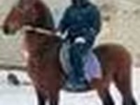 Caballo, Arabian horse — foto 6