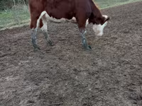 بقرة, Simmental cattle — الصورة 2