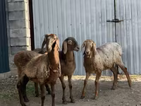 Sheep, Hissar sheep — photo 3