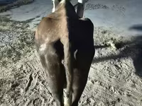 بقرة, Latvian Blue cattle — الصورة 4