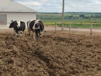 بقرة, Russian Black pied cattle — الصورة 6