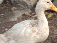 Ducks — photo 6