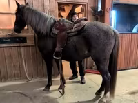 حصان, Palomino — الصورة 6