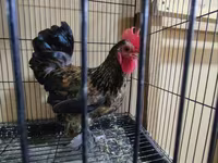ياباني بانتام — الصورة 1