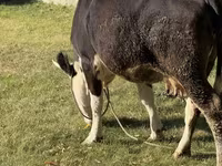 Kuh, Russian Black pied cattle — Foto 3