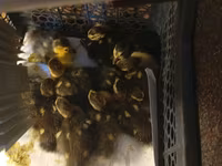 Ducks — الصورة 2