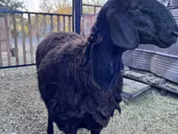 كبش, Hissar sheep — الصورة 1