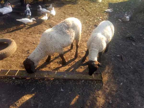 Ram, White Suffolk sheep