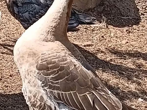 Китайский гусь