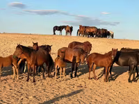 Yegua, Mugalzhar horse — foto 4